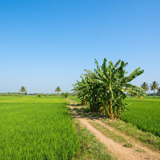 Agricultural land in Annur